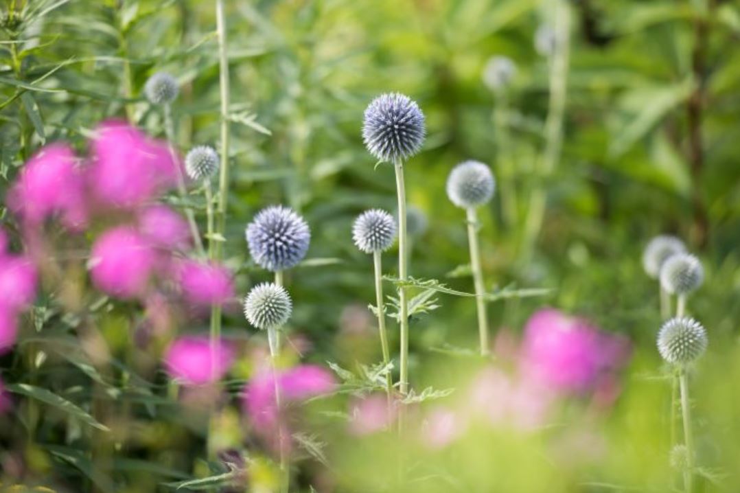 globe thistle