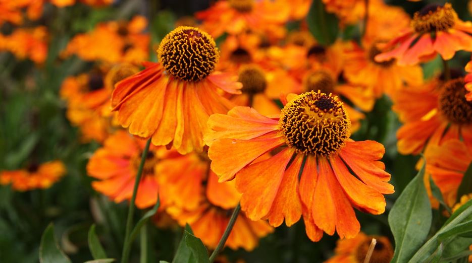 orange flowering perennial Helenium 'Sahin's Early Flowerer