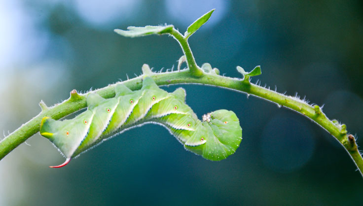 tomato hornworm