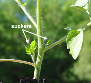 suckers on tomato plants