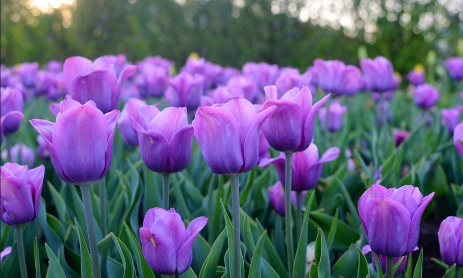 purple tulips