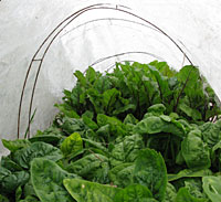 Greens growing under Garden Quilt