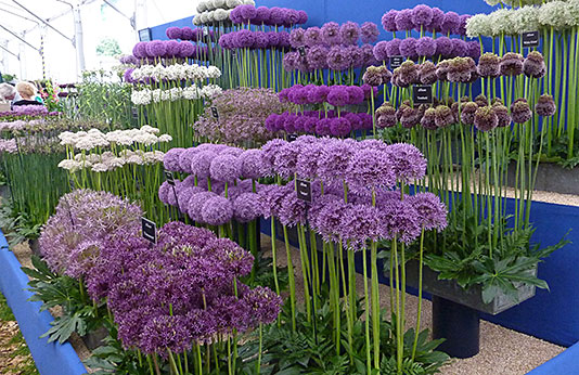 Alliums Giant alliums