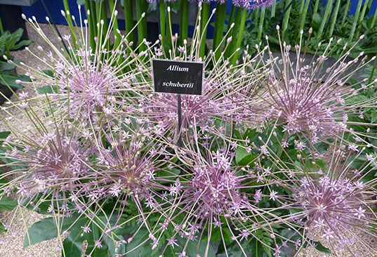 Giant allium Schubertii allium