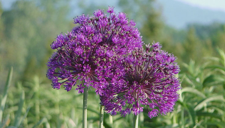purple allium