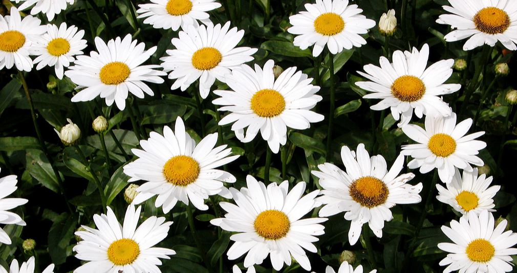 shasta daisies