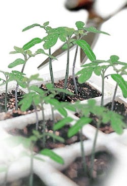 How to thin tomato seedlings Thinning out tomato seedlings