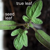 What is a true leaf Tomato plant with seed leaves and true leaves
