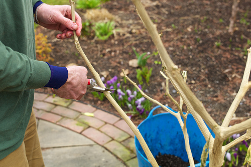 Pruning brugmansia