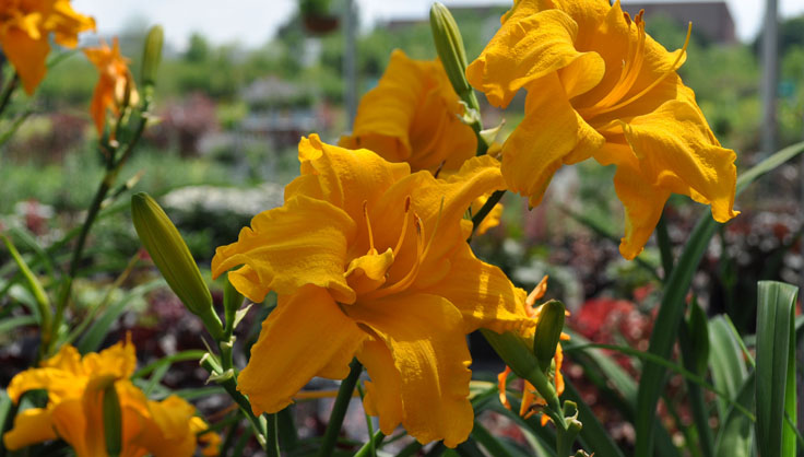 daylily double crown