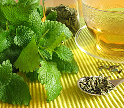 Lemon balm