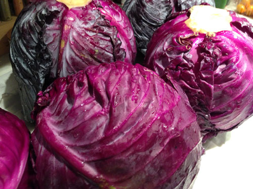 red cabbages