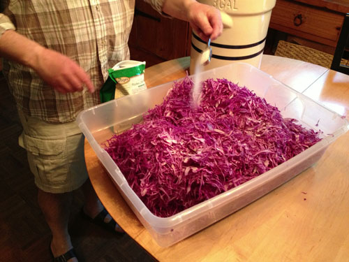 sprinkling salt on shredded cabbage