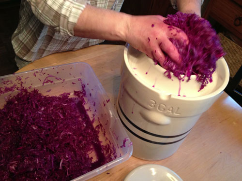 loading shredded cabbage into a pickling crock