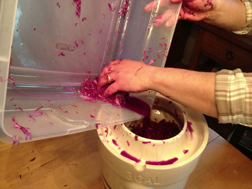 pouring extra brine over cabbage in a pickling crock