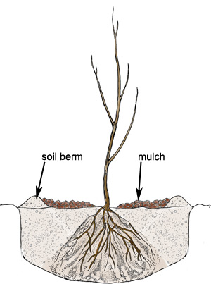 Bare-root tree planted