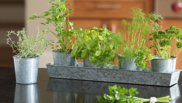 Herbs growing on windowsill: thyme, rosemary and oregano