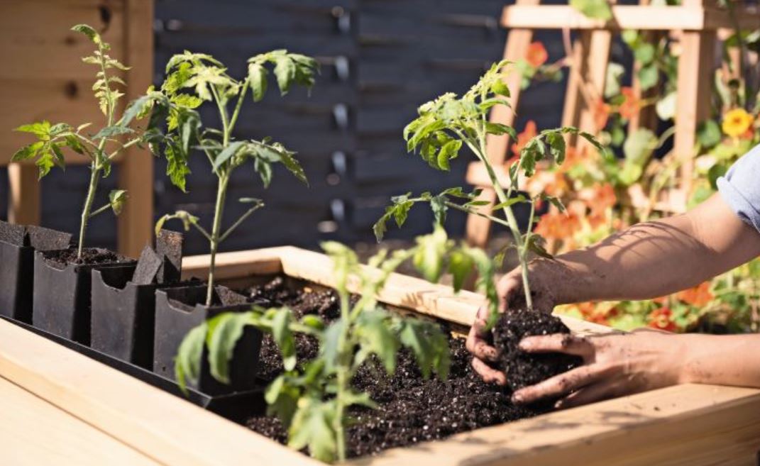 planting tomatatillo seedlings in warm soil