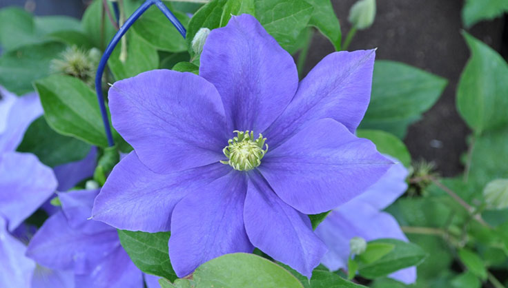 Fujimusume clematis.jpg