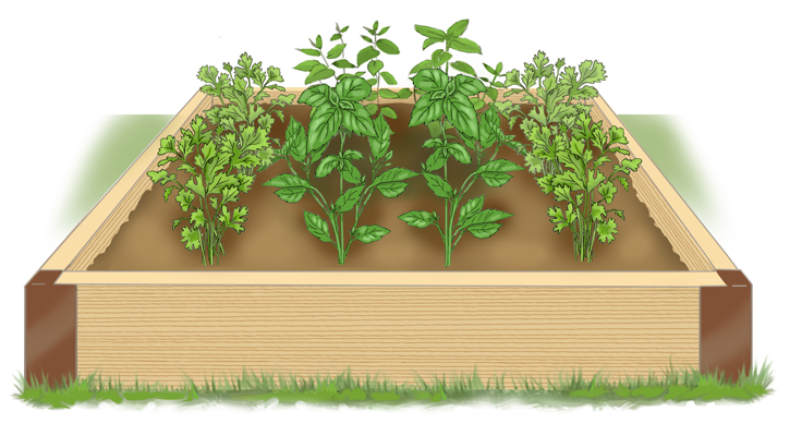 Herbs in a raised bed