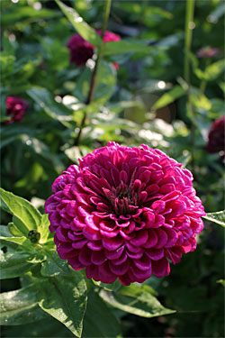 Zinnias.jpg