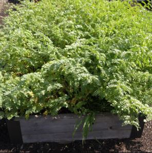 Chickpeas growing in a 3 foot by 6 foot cedar raised garden bed