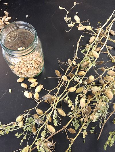 Dried chickpea plants on a table for harvesting, alongside a jar for collecting the chickpeas