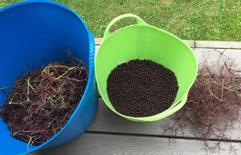 Picked elderberries